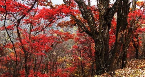 2010年洛南佛山紅葉節10月16日舉行
