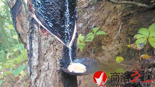 正在流淌的漆汁