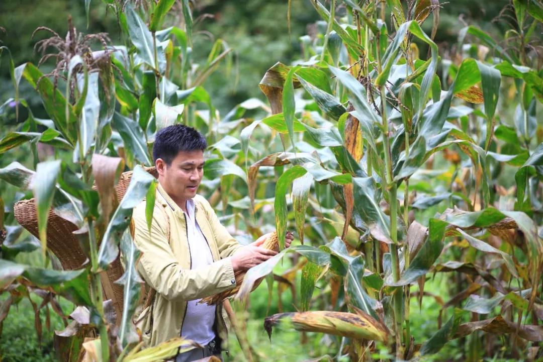 9玉米地里,張振宇背著背簍幫助貧困戶掰玉米.jpg