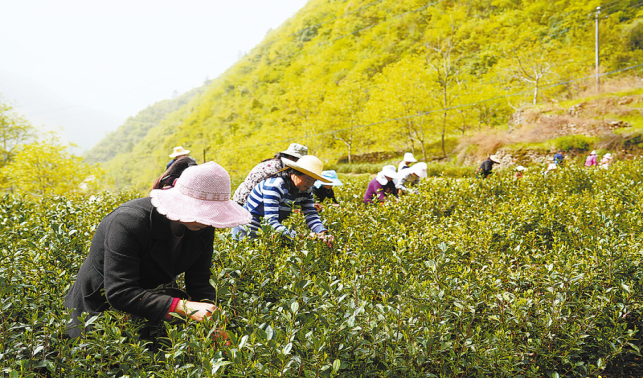 茶香溢滿商洛山