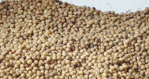 核桃價格創(chuàng)歷史新高