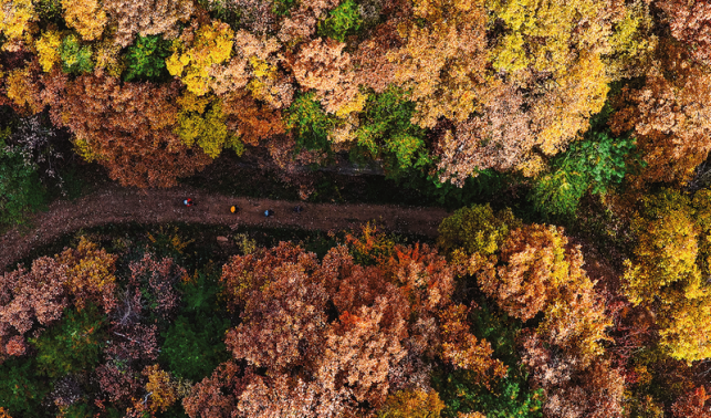 楓葉紅落葉黃 商洛秋濃好風光