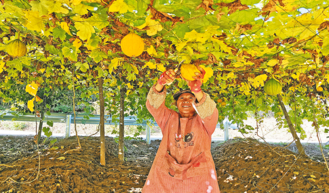 多元產(chǎn)業(yè)繪出豐收?qǐng)D景