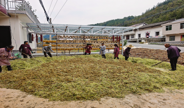鎮(zhèn)安一家庭農(nóng)場(chǎng)“釀”出綠色致富路