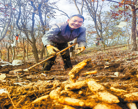 從深山“土疙瘩”到國字號(hào)“金疙瘩”