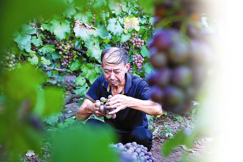 千畝葡萄上市 “甜蜜經濟”升溫