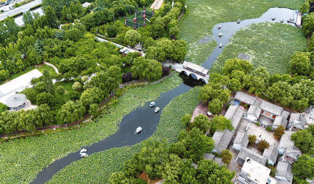 千畝荷塘 鋪翠綻彩引客來