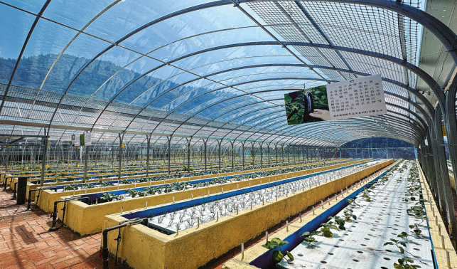 寺坪鎮(zhèn)引進魚菜共養(yǎng)生態(tài)養(yǎng)殖項目