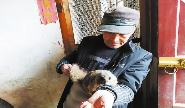 養殖飛鼠編織希望