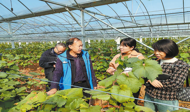 “土專家”鄉村顯身手