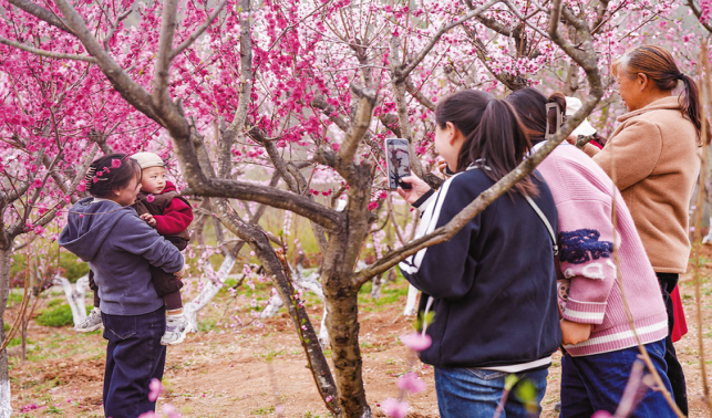 桃花谷里桃花艷