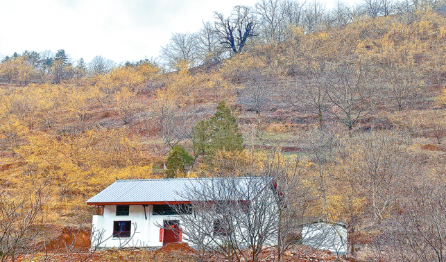 茱萸花開金滿山