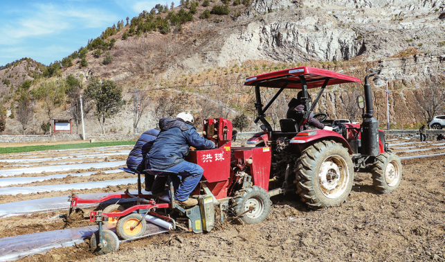 四皓街道 發展馬鈴薯 拓寬增收路