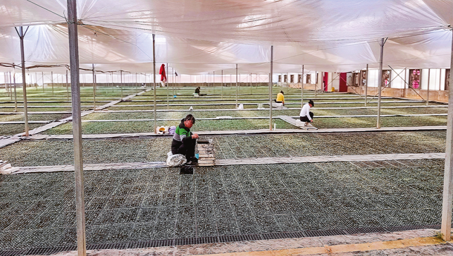 煙苗吐新綠 移栽正當時