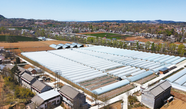 種好“放心菜”守護群眾舌尖安全