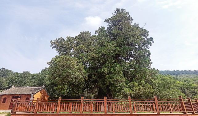 守好綠色“活化石”