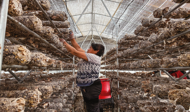 北斗村的三產融合振興路