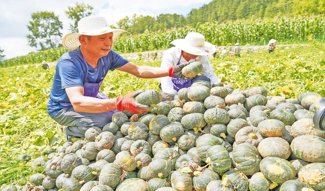 伍仙村貝貝南瓜喜獲豐收
