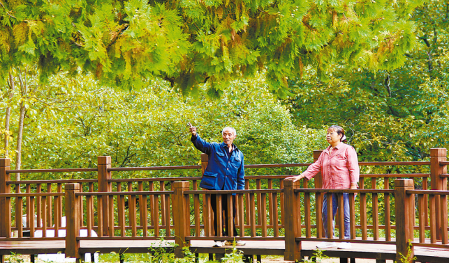 古樹(shù)長(zhǎng)青 守護(hù)常新