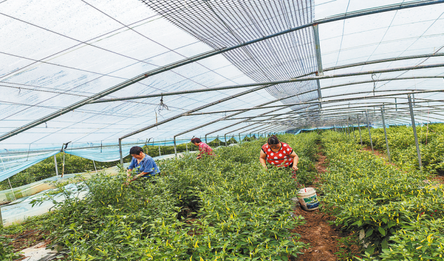 景興村 村企聯(lián)營(yíng)產(chǎn)業(yè)興