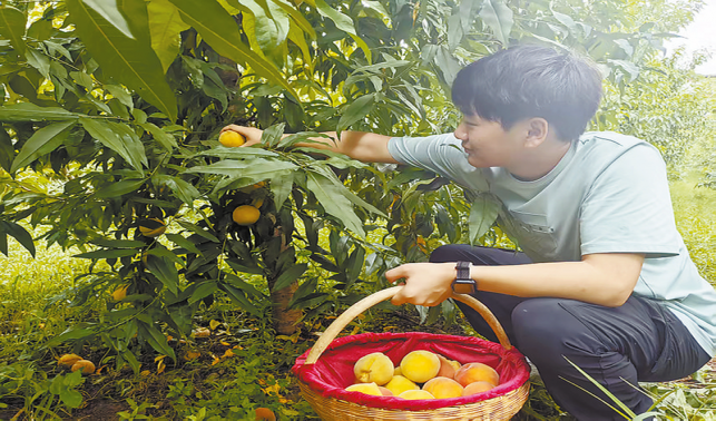 劉飛 桃園里的鄉(xiāng)村振興追夢(mèng)人