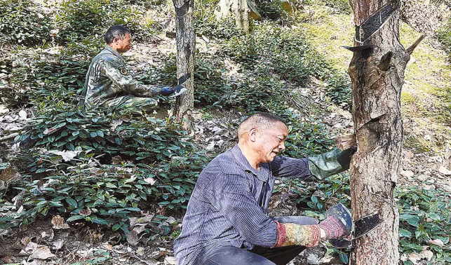 龍窩村千余畝漆樹(shù)變“搖錢(qián)樹(shù)”