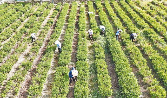 郭家埡村 茶產(chǎn)業(yè)繪就鄉(xiāng)村振興新畫(huà)卷
