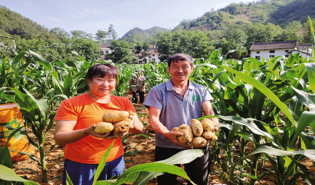 洛峪溝村 土豆堆成豐收圖景