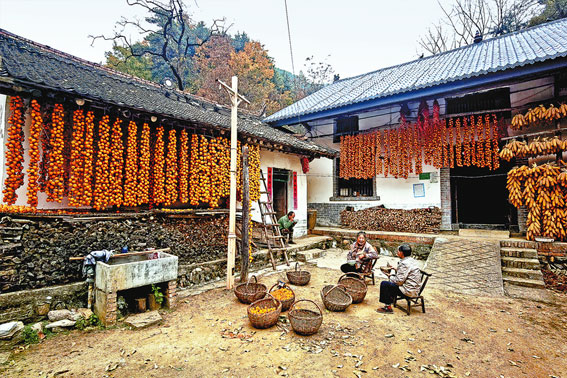 火紅鄉村 甜蜜柿業