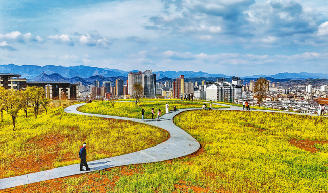 商州北環路中段文康園油菜花盛開