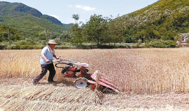 北寬坪鎮(zhèn)小麥?zhǔn)崭钫?dāng)時