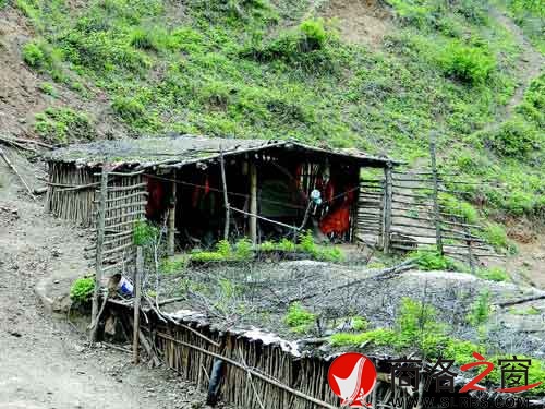 王占民山頂的房子與牛棚相連，房頂長滿了野草。