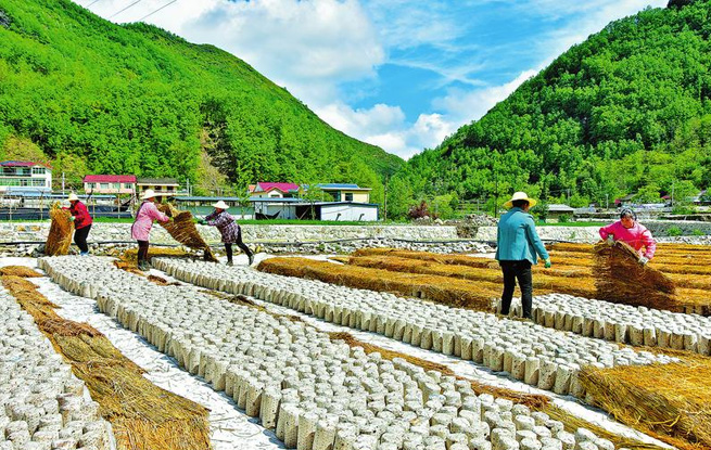 做強特色產業 賦能鄉村振興