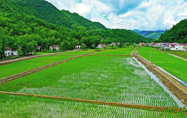 智慧水產養殖園生機盎然