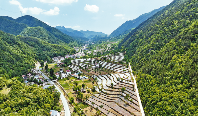 生態烤煙富農家 繪就鄉村新圖景