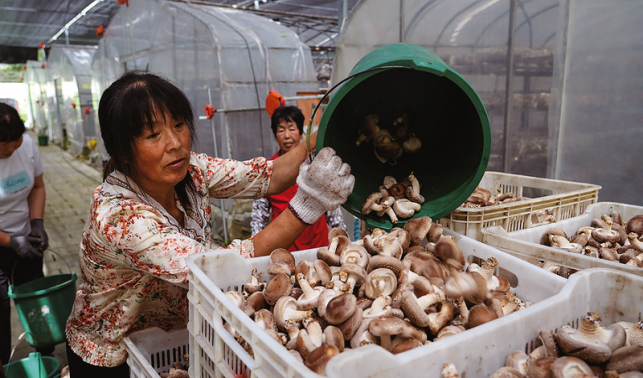 大坪鎮反季香菇走俏